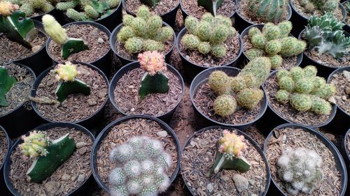 High angle view of potted plants for sale