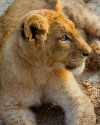 Close-up of lion