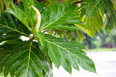 Close-up of green leaves