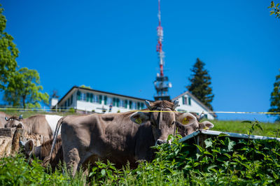 Cows around bachtel in hinwil switzerland