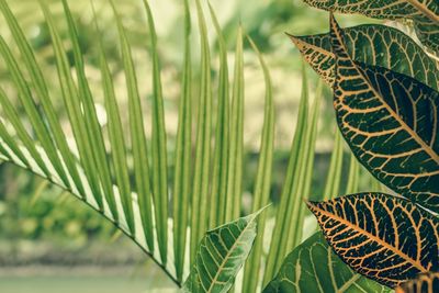 Close-up of palm tree leaves