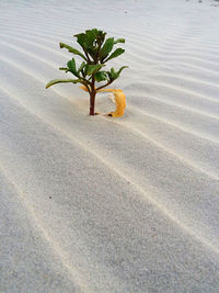 High angle view of plant on beach