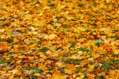Autumn background of yellow maple tree leaves on the ground close up with selective focus