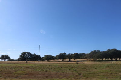 Trees on field against clear blue sky