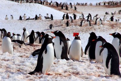 Penguins walking on snow covered landscape