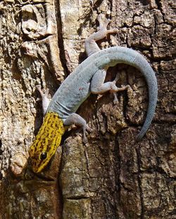 Close-up of lizard on tree trunk