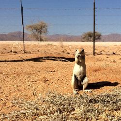 Horse sitting on field against sky