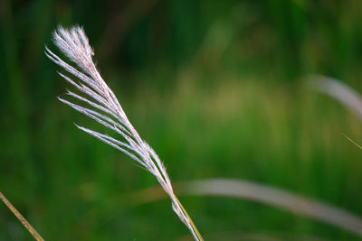 Close-up of green plant