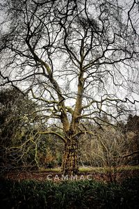 Bare tree on landscape against sky