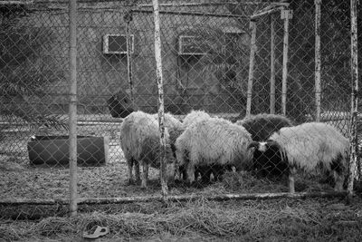 Sheep on farm