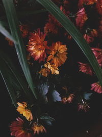 High angle view of orange flowering plant