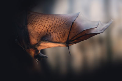 bat