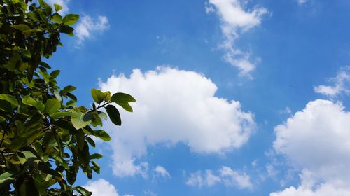 Low angle view of fresh green plants against sky