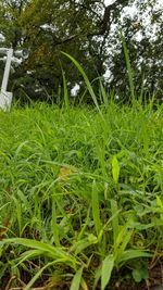 Close-up of grass growing in field