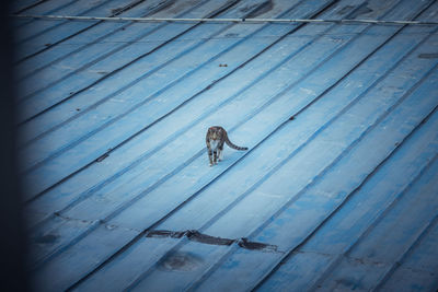 High angle view of cat walking on roof