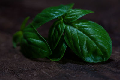 Close-up of green leaf on table