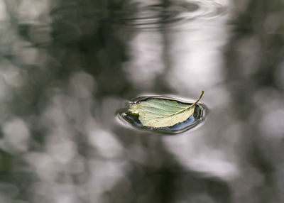 Close-up of green water on leaf