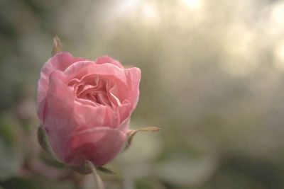 Close-up of pink rose