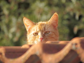 Close-up portrait of a kitten