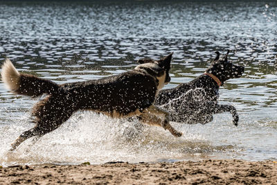 View of dog in water