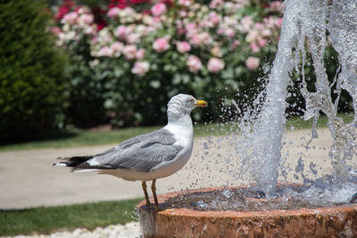 Bird perching on a fountain in park
