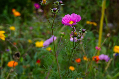 Close-up of pink cosmos flowers on field