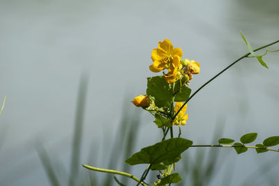 Close-up view of blooming small poisonous yellow flower on isolated background