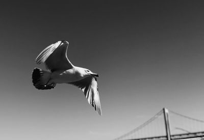 Low angle view of seagull flying