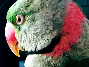 Close-up of parrot perching