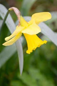 Close-up of yellow flower