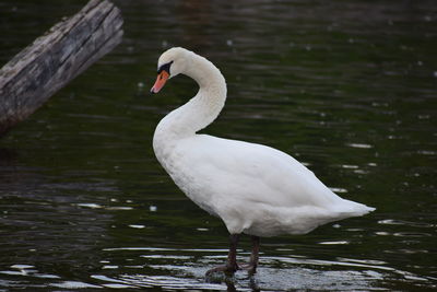 White swan on a pond near lake ontario