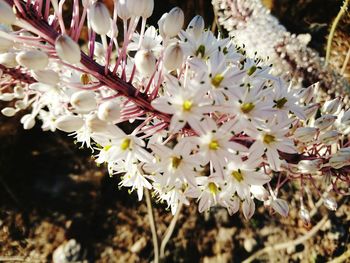 Close-up of cherry blossoms blooming outdoors