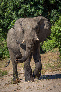 Elephant walking on field during sunny day