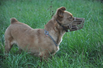 Close-up of dog on field
