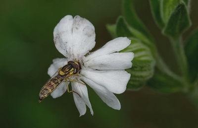 Close-up of white flower