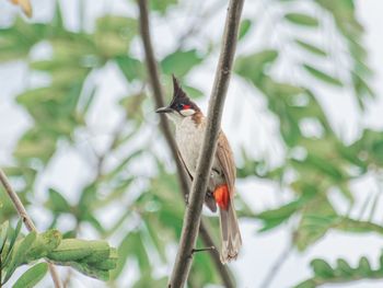 Low angle view of bird perching on branch