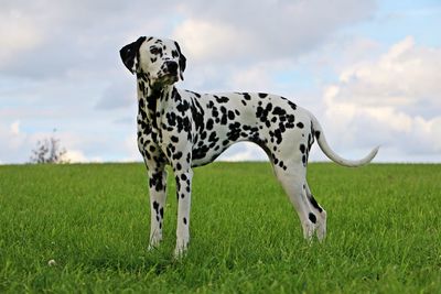 View of a dog on field