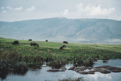 Sheep grazing on field against sky