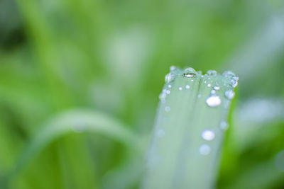 Close-up of wet grass