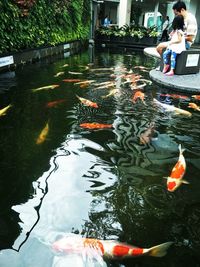 School of fish swimming in pond