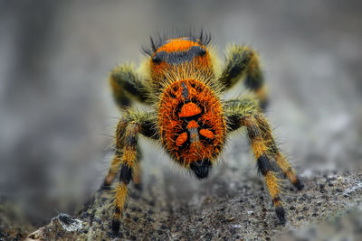 Close-up of insect