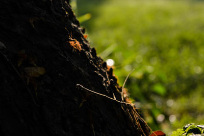 Close-up of tree trunk in forest