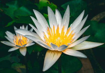 Close-up of water lily