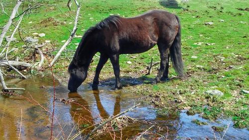 Horse in water