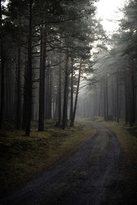 Dirt road amidst trees in forest