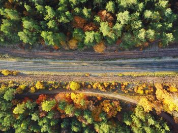 High angle view of trees during autumn