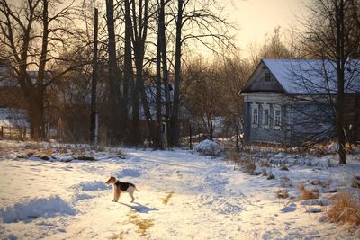 Dog on snow covered land