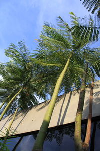 Low angle view of palm tree against sky