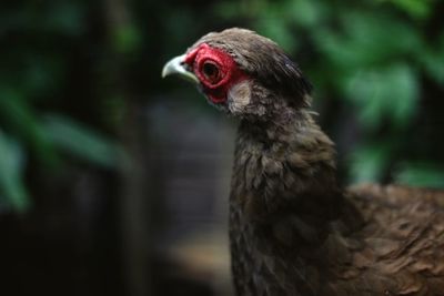 Close-up of a bird