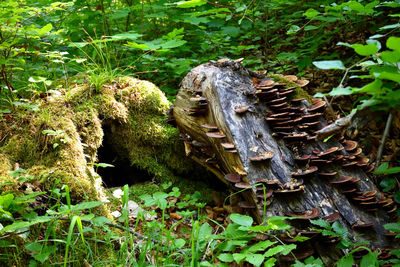 Close-up of tree trunk amidst plants in forest